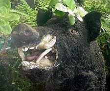 boar