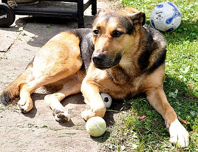 GoodDog