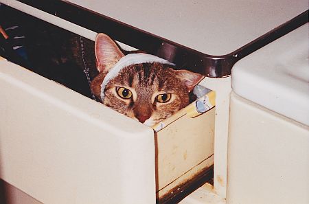 My cat Ella in a kitchen drawer. Naughty!