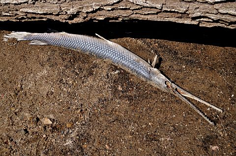 Longnose gar washed up on beach along St. Croix River in Minnesota.